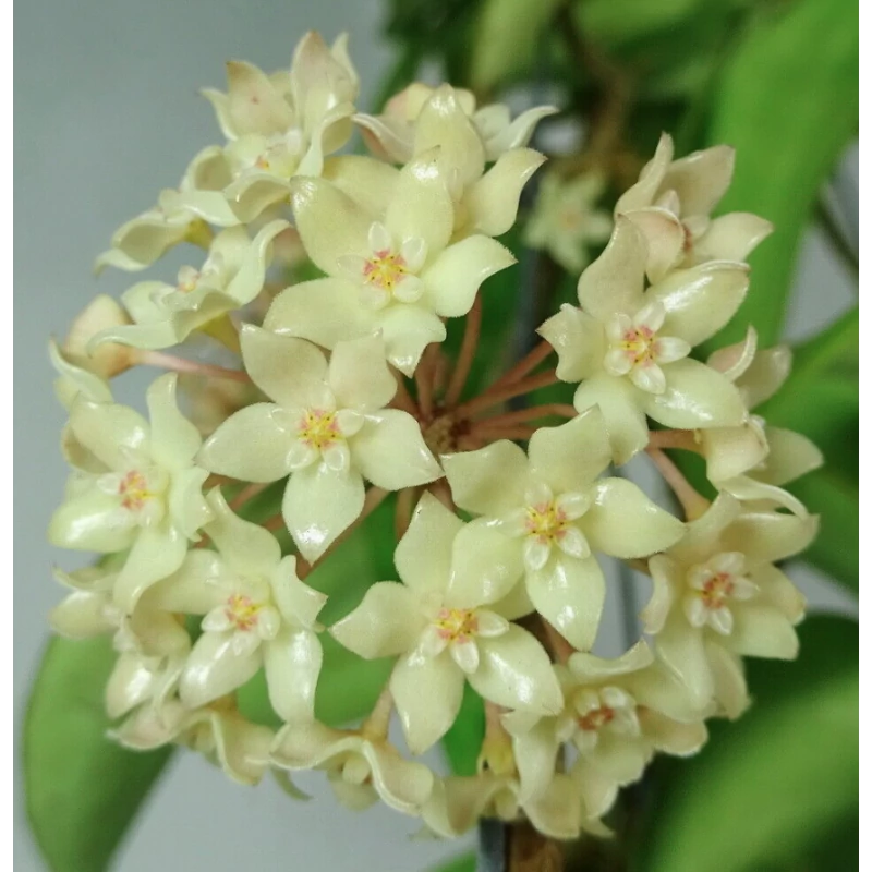 Hoya latifolia (sp. from Rangsan)