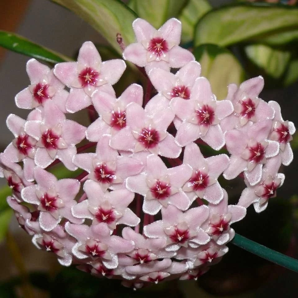 Hoya carnosa 'Tricolor'
