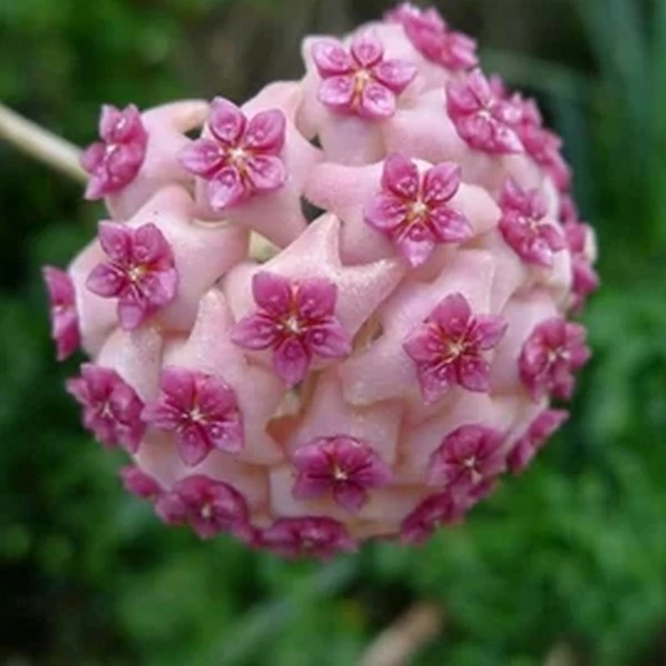 Hoya Flamingo dream, értékcsökkent