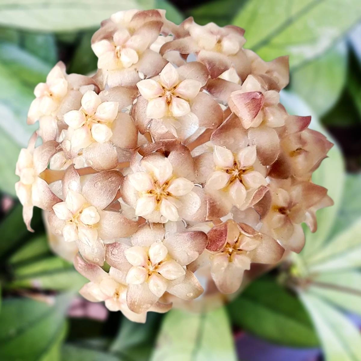 Hoya crassipetiolata