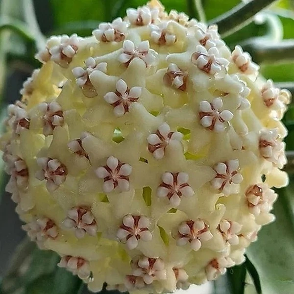 Hoya villosa