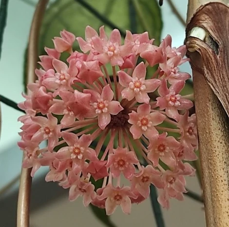 Hoya 'Sarawak Cream'