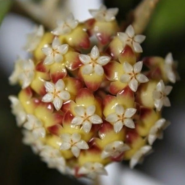 Hoya sp. 'Sabah'