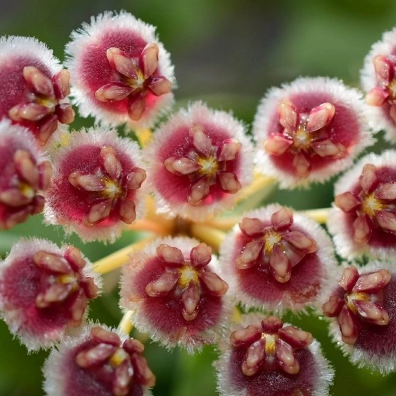 Hoya isabelchanae 'Gps 7-35'