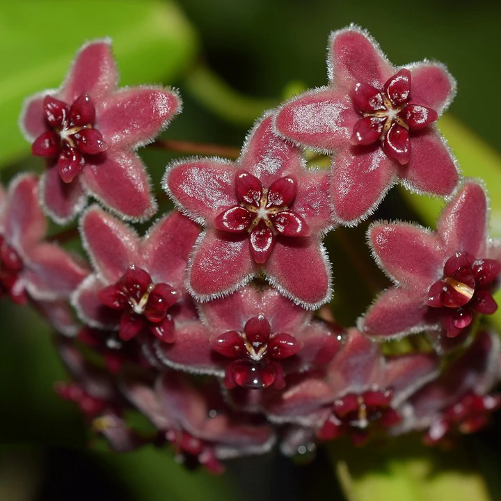 Hoya globulifera