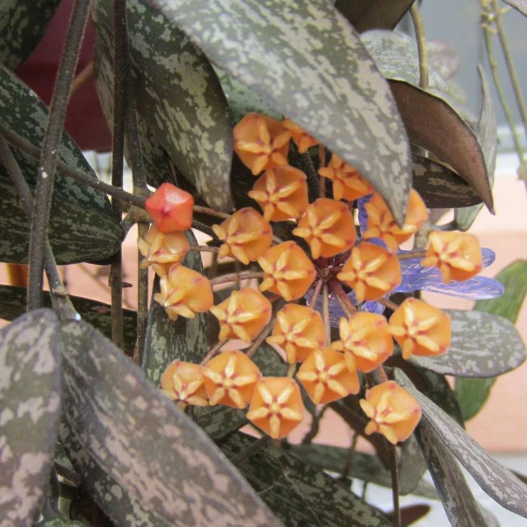 Hoya sigillatis