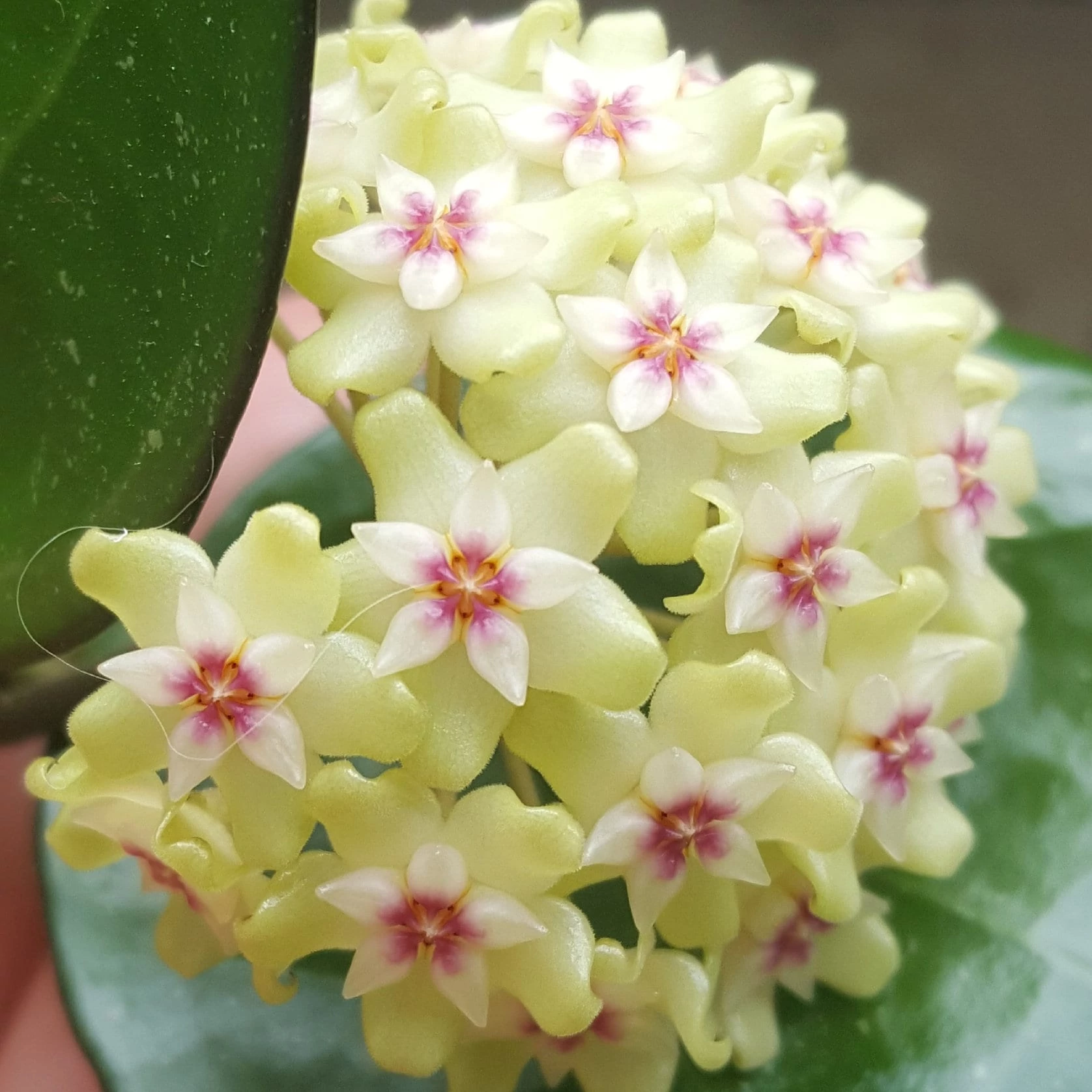 Hoya parasitica 'Black Edge'