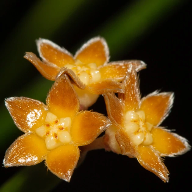 Hoya spartioides
