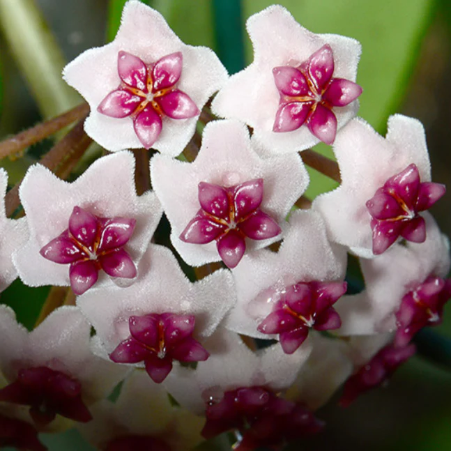 Hoya obovata 'Variegata'