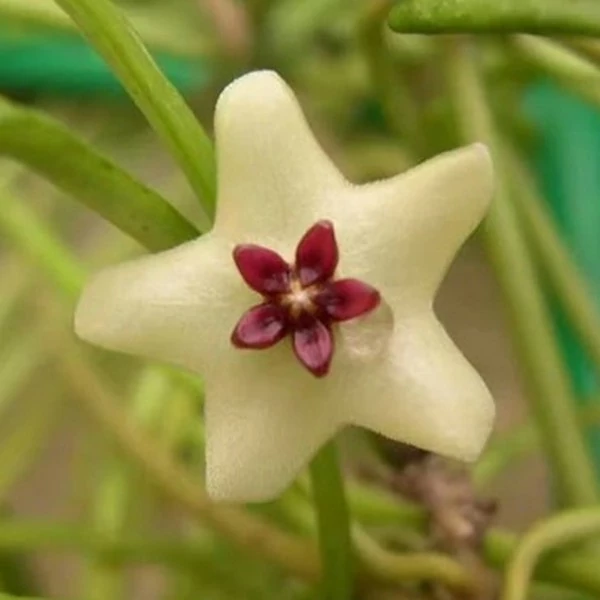 Hoya retusa
