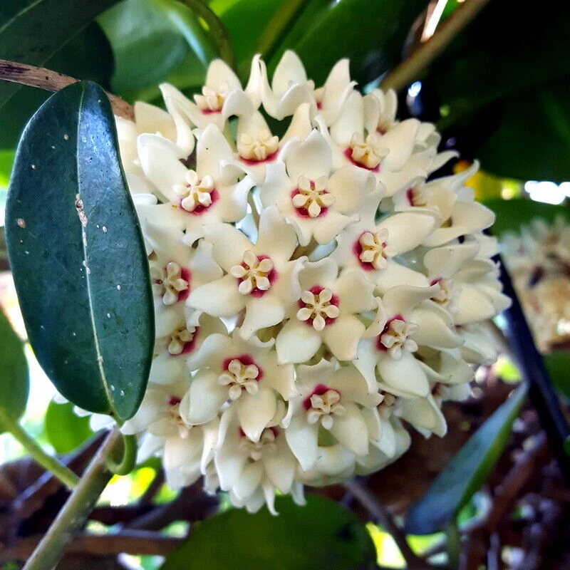 Hoya australis Blondie, karikára futtatva