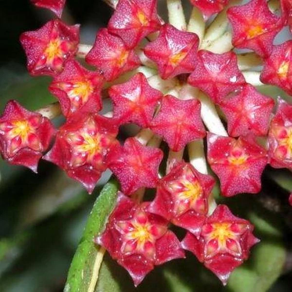 Hoya rundumensis 'Splash'