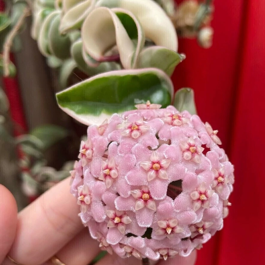 Hoya carnosa compacta 'Variegata'