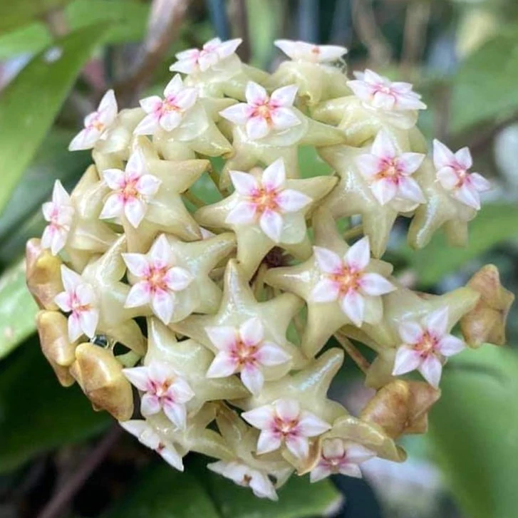 Hoya sp. BP02