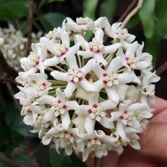 Hoya australis