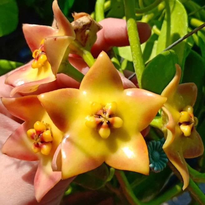 Hoya cv. Ruthie
