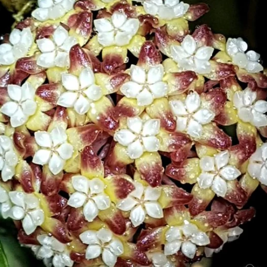 Hoya cv. jennifer