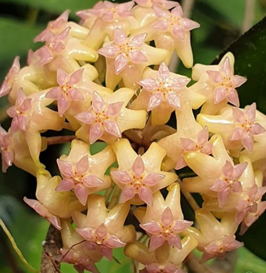 Hoya cv. noelle