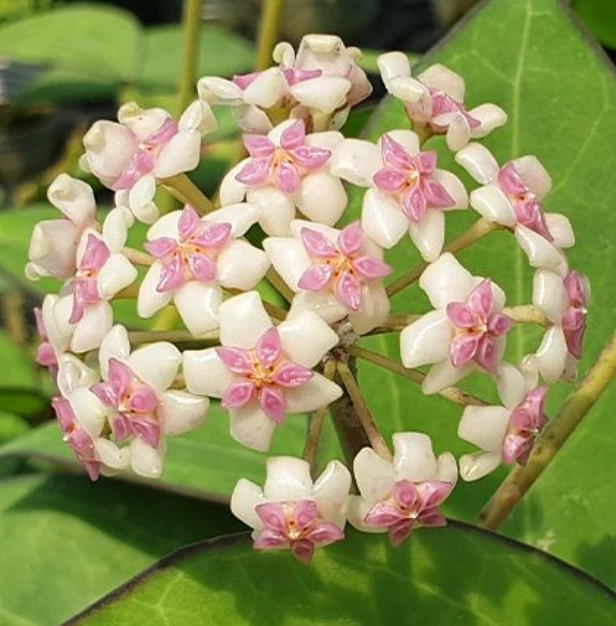 Hoya cv. patcharawalai