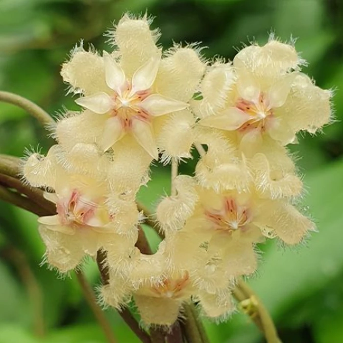 Hoya erythrina 'Red'