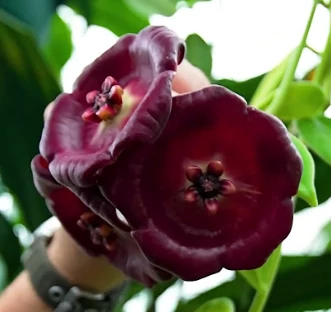 Hoya gigas