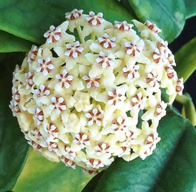Hoya globulosa