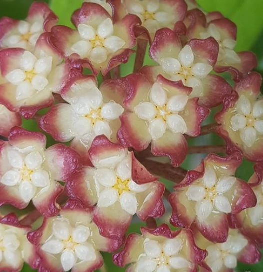 Hoya juannguoana