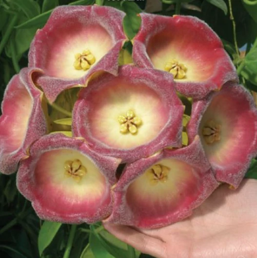 Hoya lauterbachii