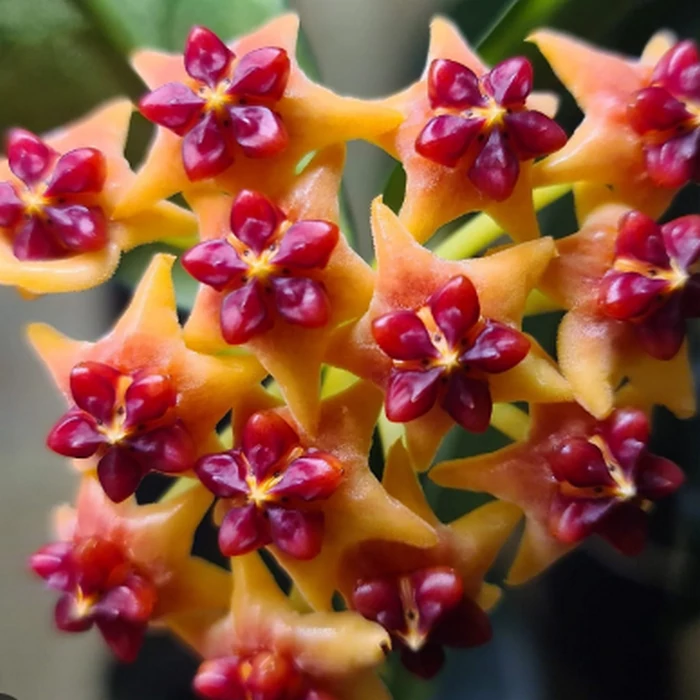 Hoya lobbii 'Orange'
