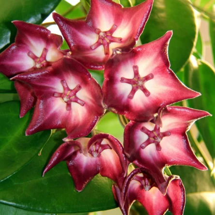 Hoya macgillivrayi