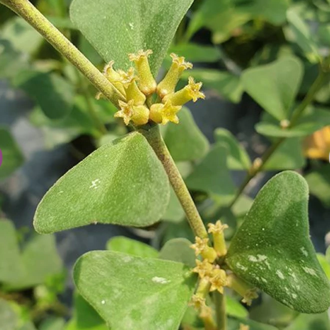 Hoya manipurensis