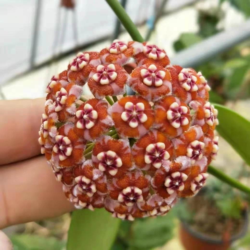 Hoya meliflua