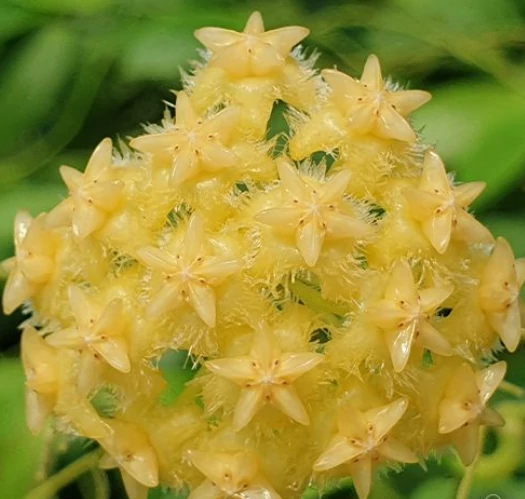 Hoya mindorensis 'Lite Yellow'