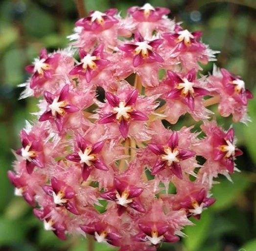Hoya mindorensis 'Red'