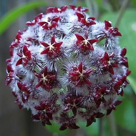 Hoya mindorensis 'ut 042'