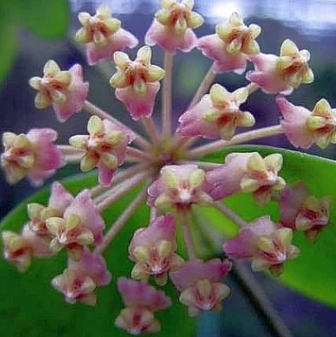 Hoya myrmecopa 'Big leaves'