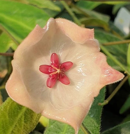 Hoya patella 'Pink'