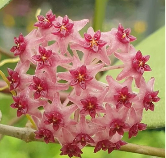 Hoya paulshirleyi