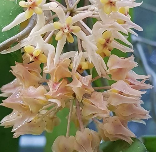 Hoya sp. 'ut 168'