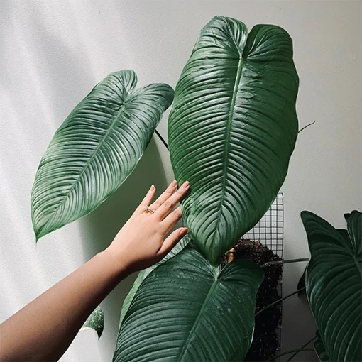 Philodendron tenue